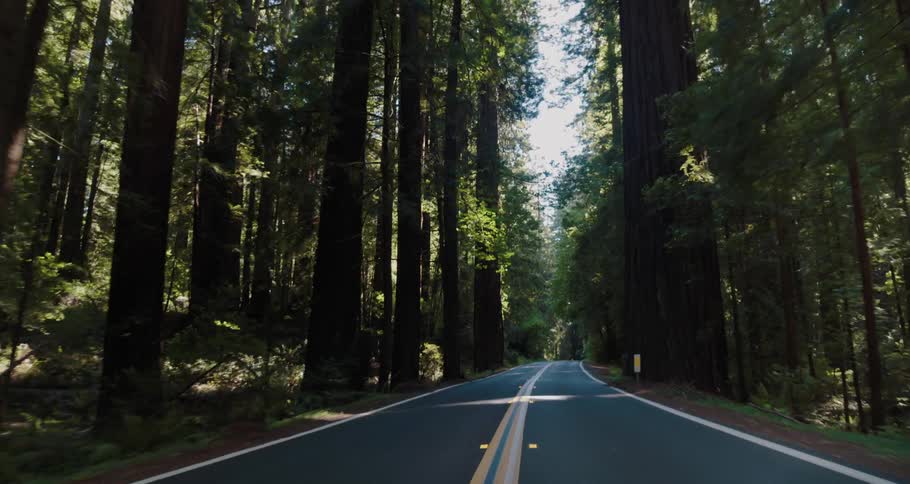 Driving a car through a forest