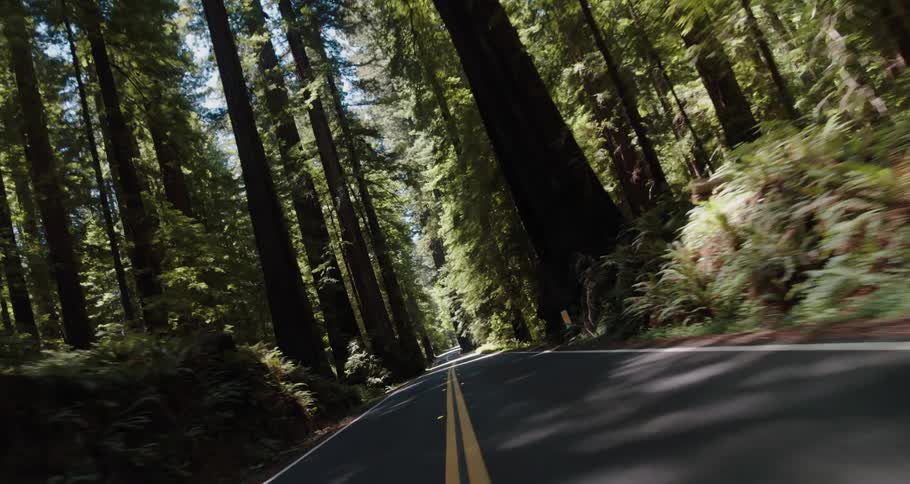 Sun and shadow dappled two lane asphalt road passes through forest of tall trees