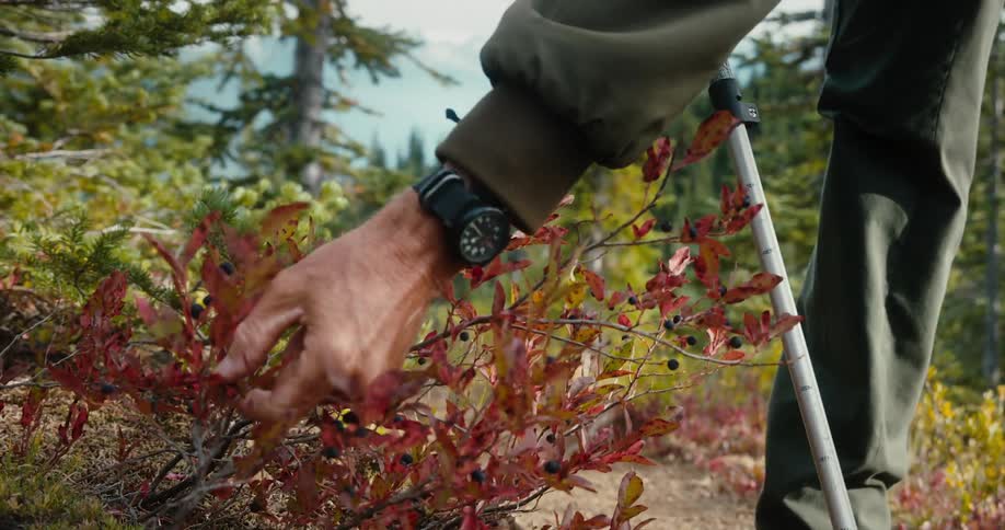 A person picking berries off of a plant