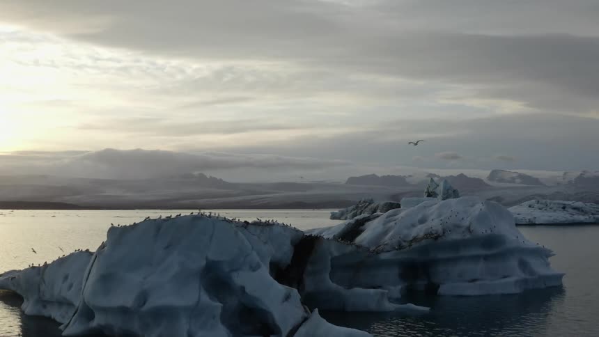 Birds flying over icebergs in the water