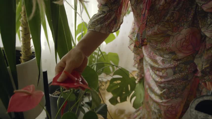 A woman watering plants in a house