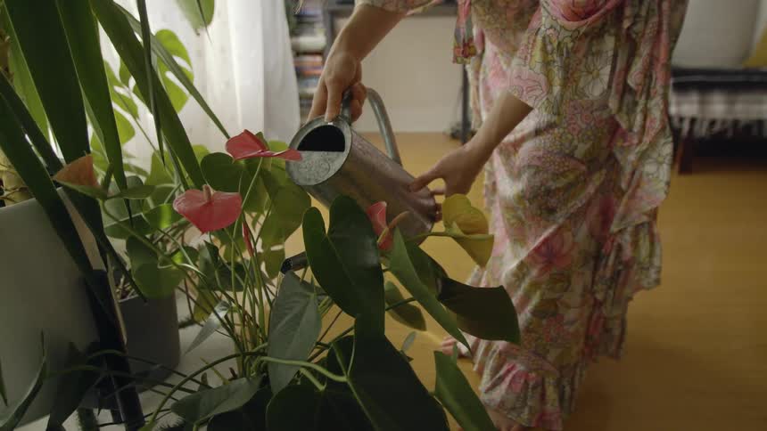 A woman is using a silver watering can to water plants inside a home
