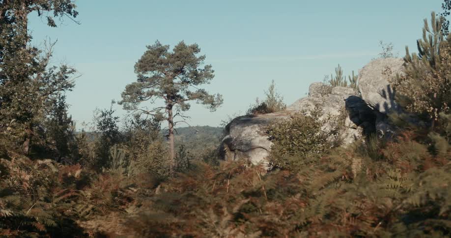 Trees and plants in a forested mountain area