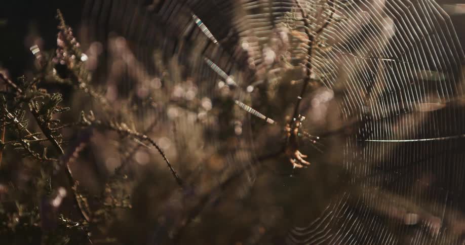Spider in a spider web on a branch