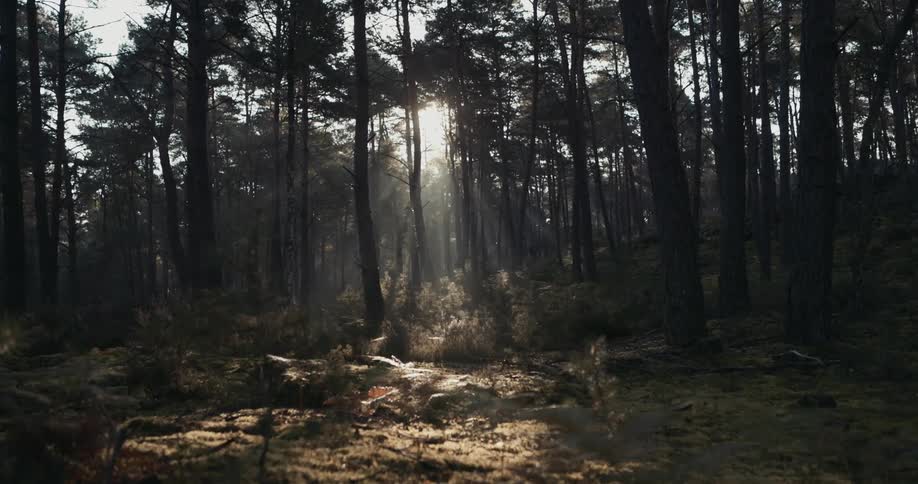 The sun shining down on trees in a forest