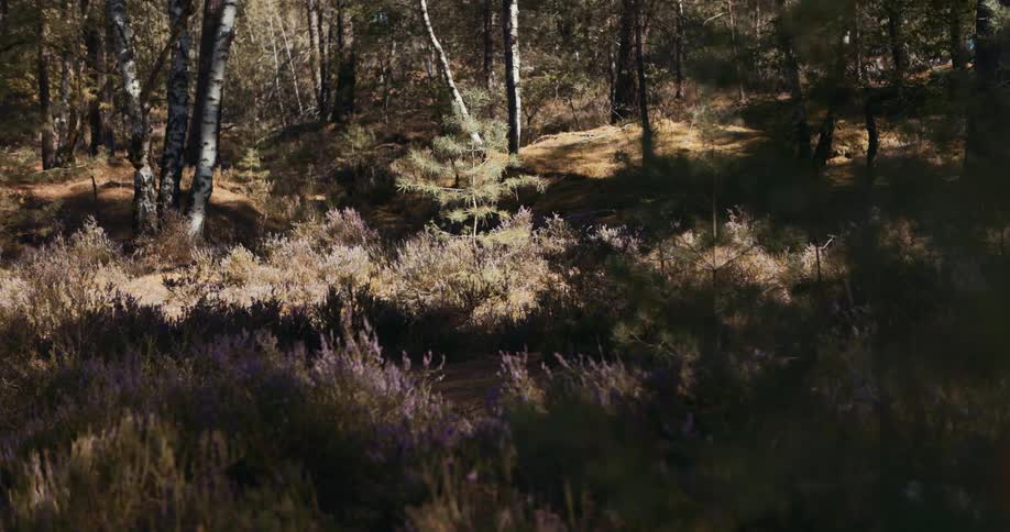 Tree in a forest