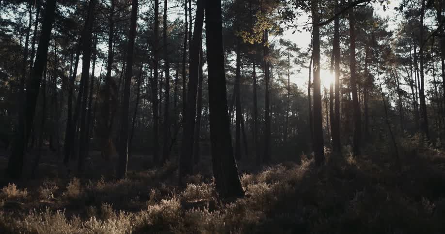 Trees in forest
