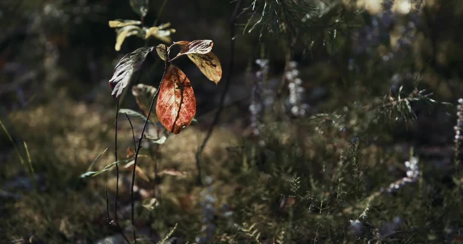 Colored leaves on a plant in the woods