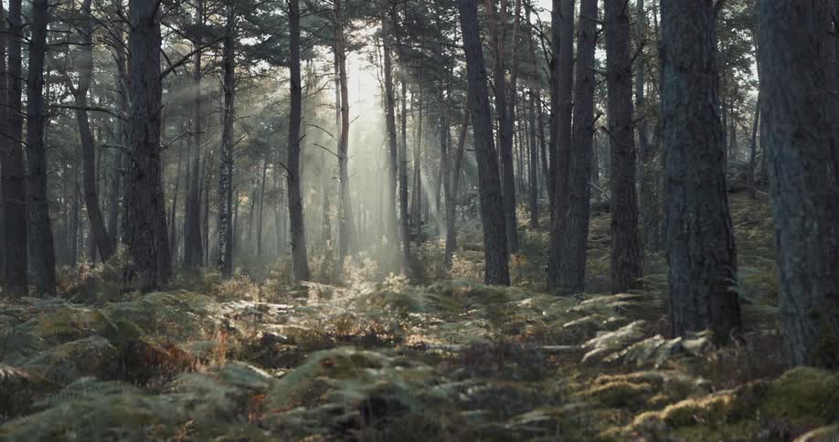 Sunlight shining through trees onto ferns in a dense forest