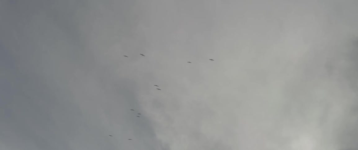 Birds flying on a cloudy day