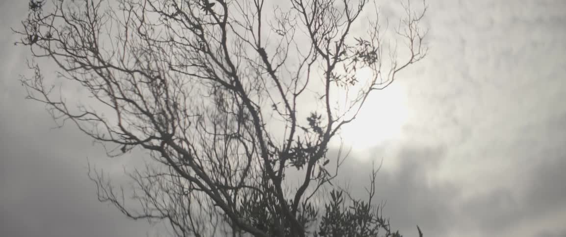 Clouds gather behind leafless tree branches on a dismal day