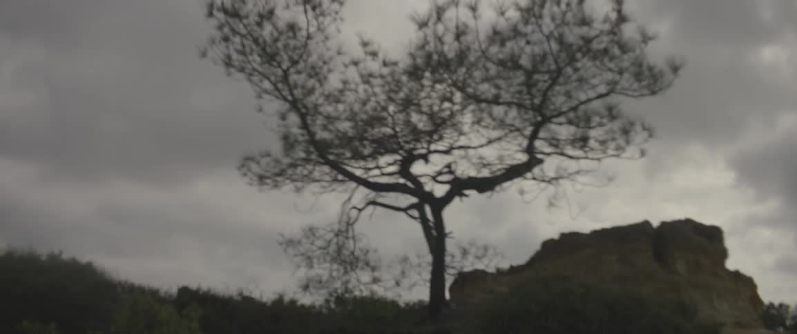 A tree stands out against an overcast sky