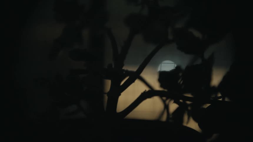 House plant is silhouetted against the light in dim lit room