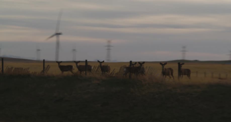 Traveling past a herd of deer standing in a field in the country near wind turbines