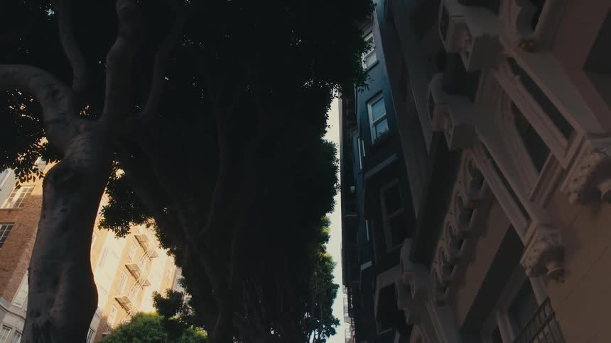 A tall tree is next to an apartment building