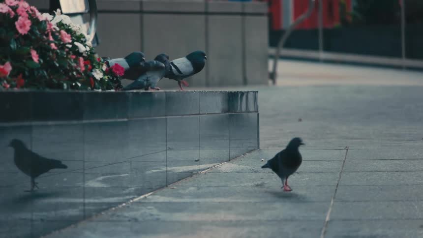 Pigeons crawl around on the sidewalk