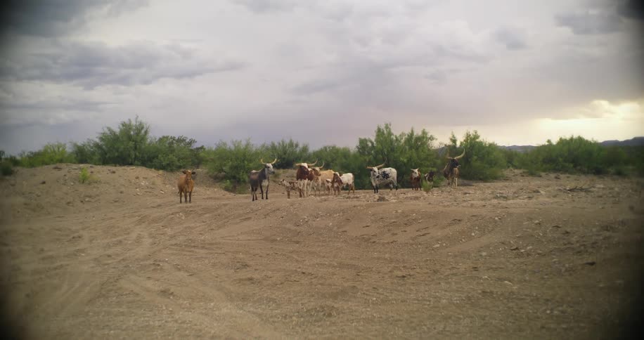 Longhorn bulls and cows are standing outside with trees behind them