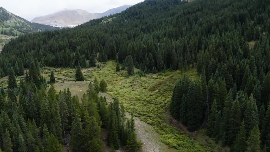 Aerial view of forest on mountain slope