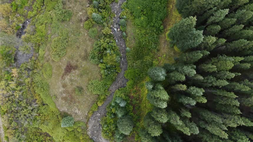 An aerial view of tall pine trees in a forest in nature