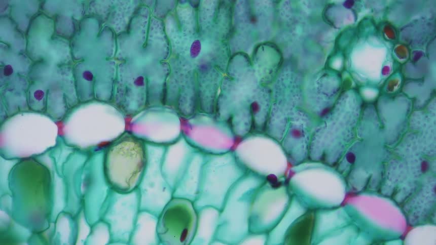 A colorful natural organic species is seen under a microscope by a scientist
