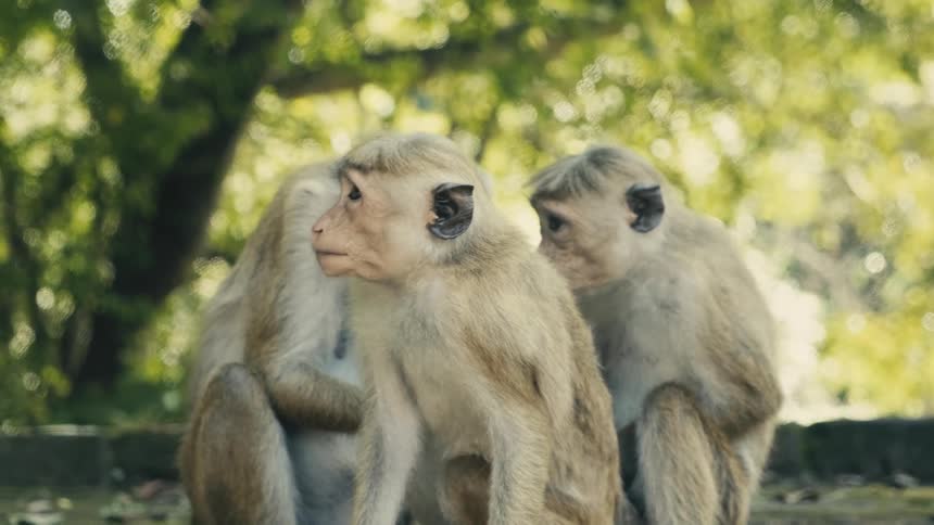 Monkeys sitting in small group groom each other on flat surface near trees