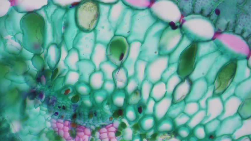 An organic structure is reviewed under a microscope