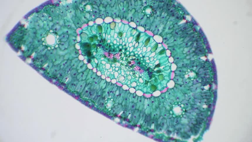 A beautiful natural shape is seen under a microscope