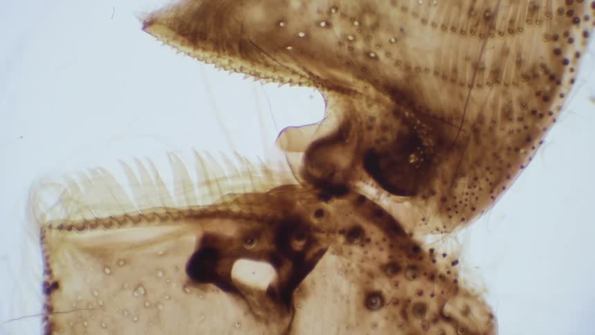 Microscope slide of insect against neutral background