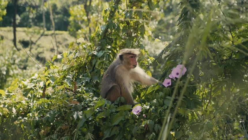 Monkey sits on tree near purple flowers scratching its fur
