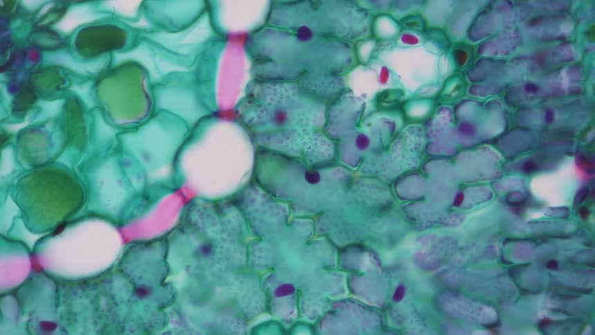 A magnified green and blue surface