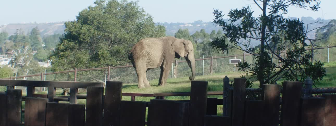 An elephant standing in a field