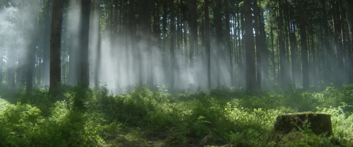 Fog moving across a forest