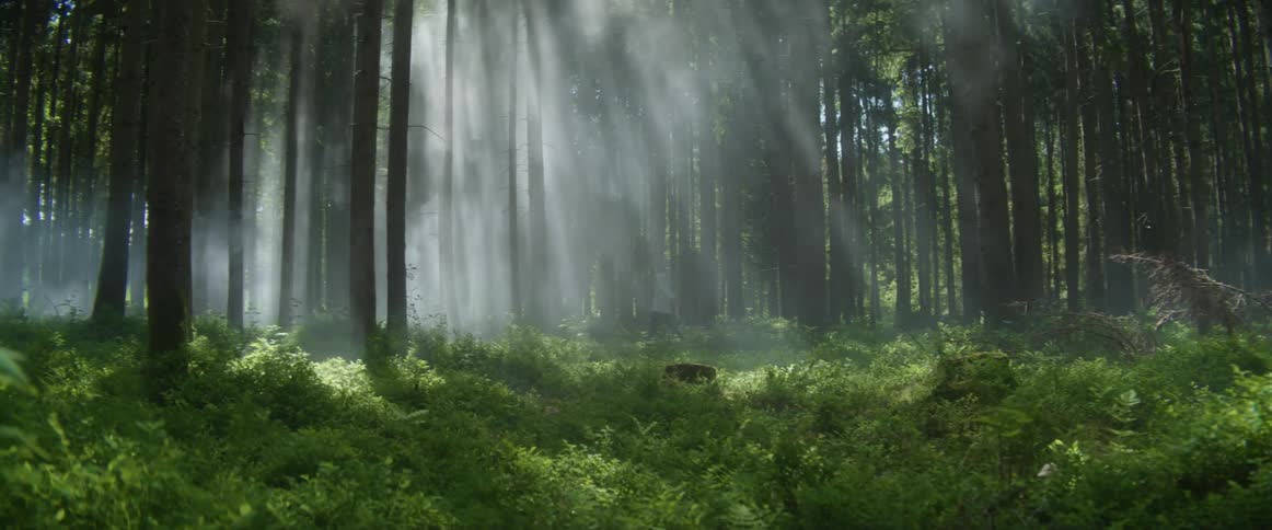 Man with grey jacket walks in green foggy forest as the sun shines
