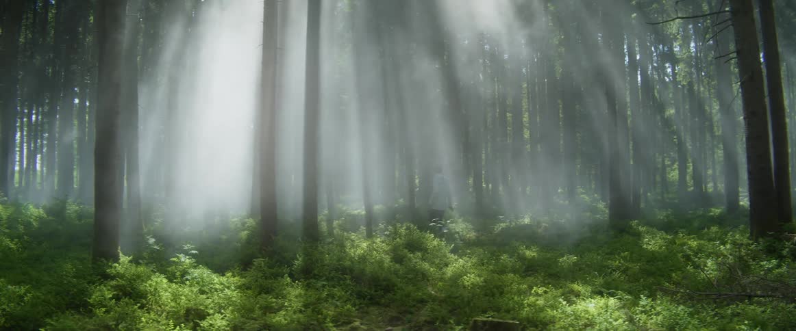 A person jogs through a forest