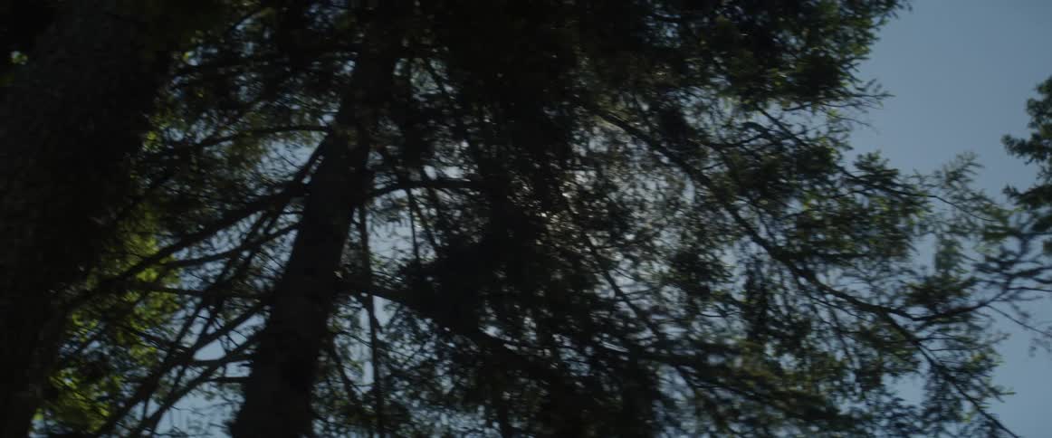 The sun shines through trees in the forest