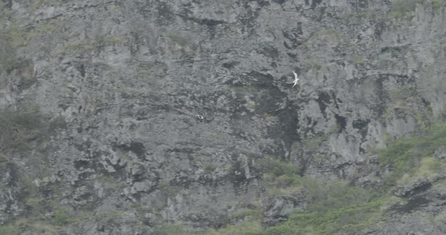 A bird flies over a flying helicopter