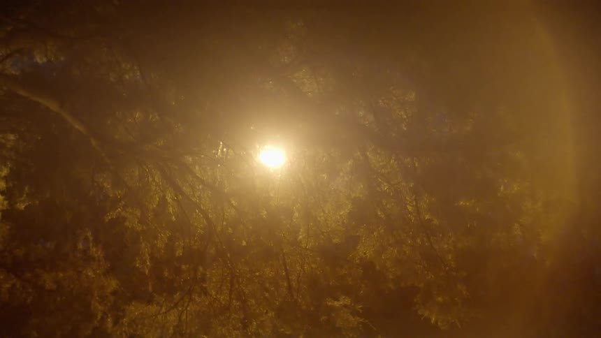 The light is shining in through the branches