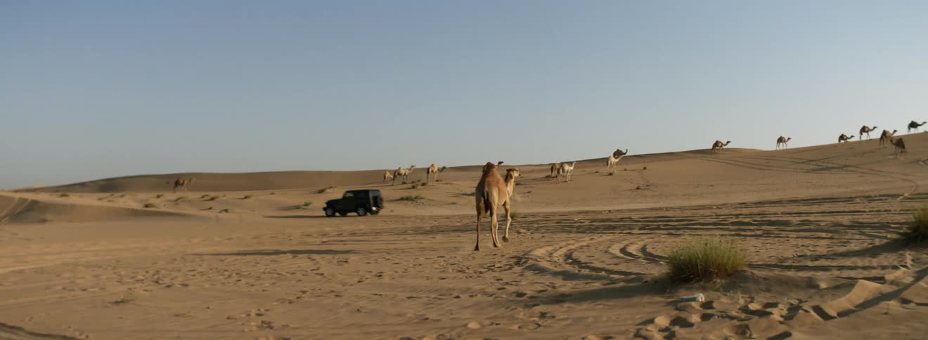 A vehicle driving in a desert with camels with the sky and clouds in the background