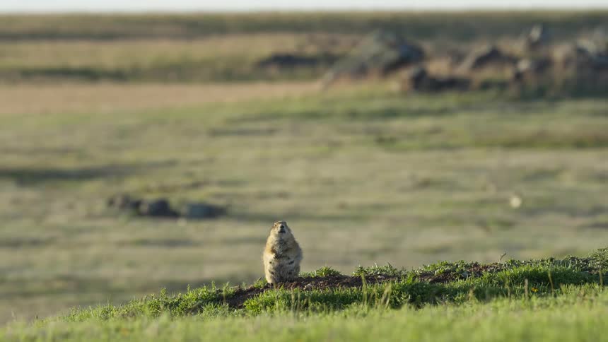 A prairie dog stands and looks around before crawling away