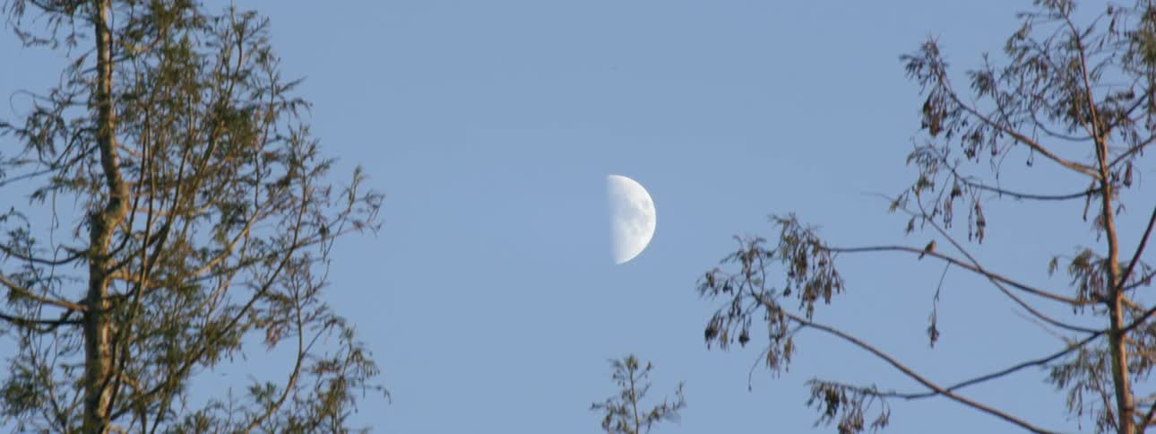 View of quarter moon between trees