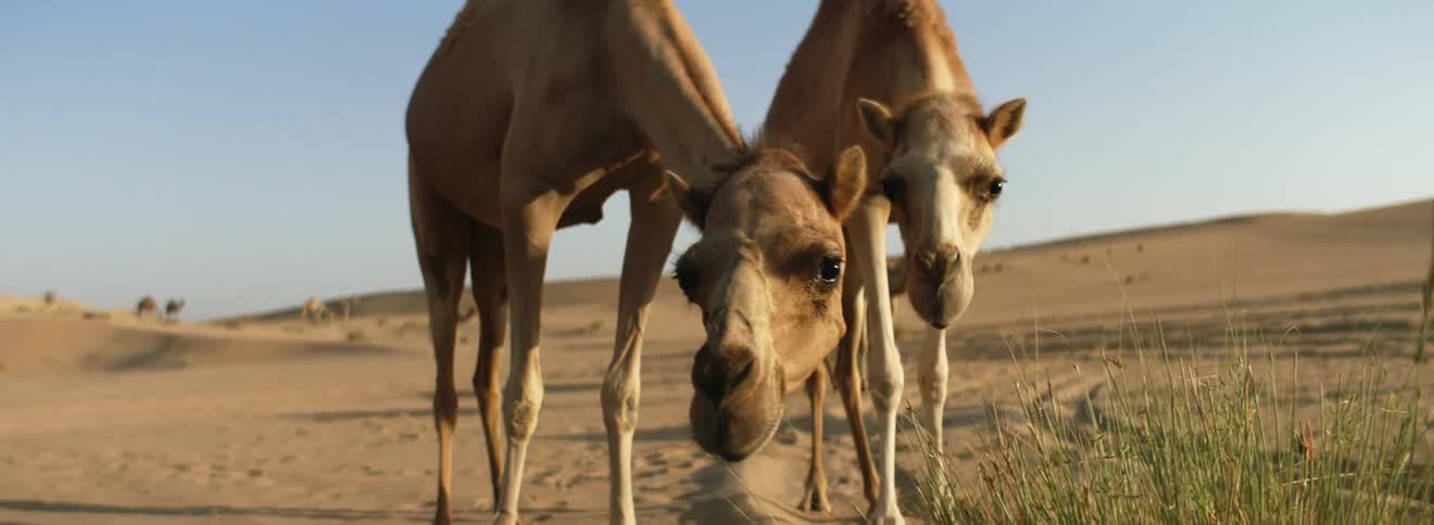 Camels in a desert environment are staring into the camera with curiosity in the daytime