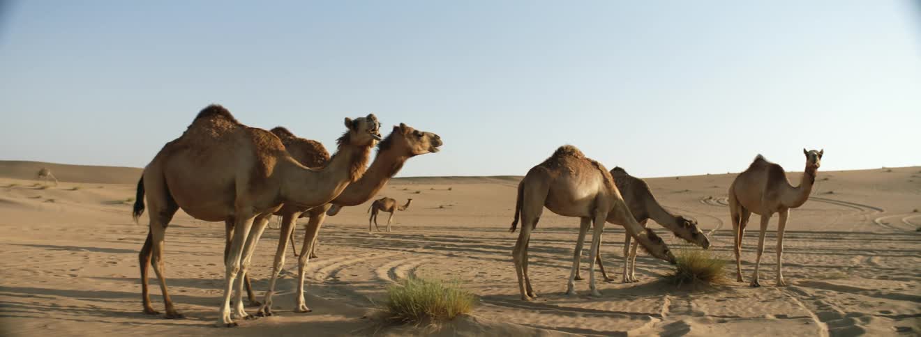 Camels grazing in a sandy desert in the daytime