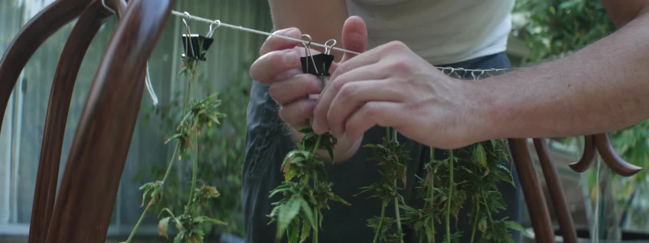 A person hanging plants upside down