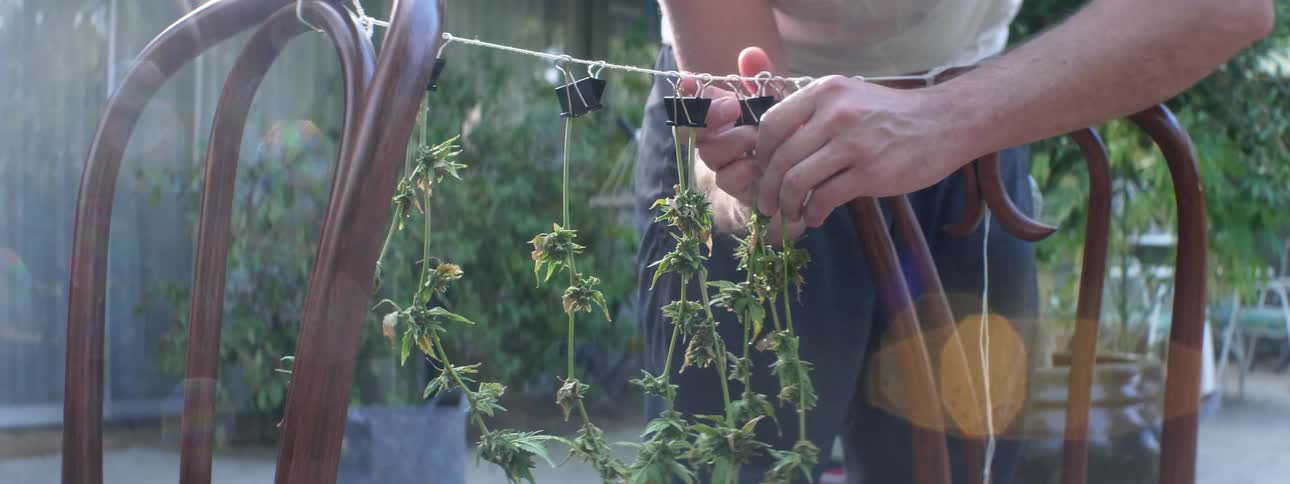 A man is hanging marijuana plants out to dry outside on a string between two chairs