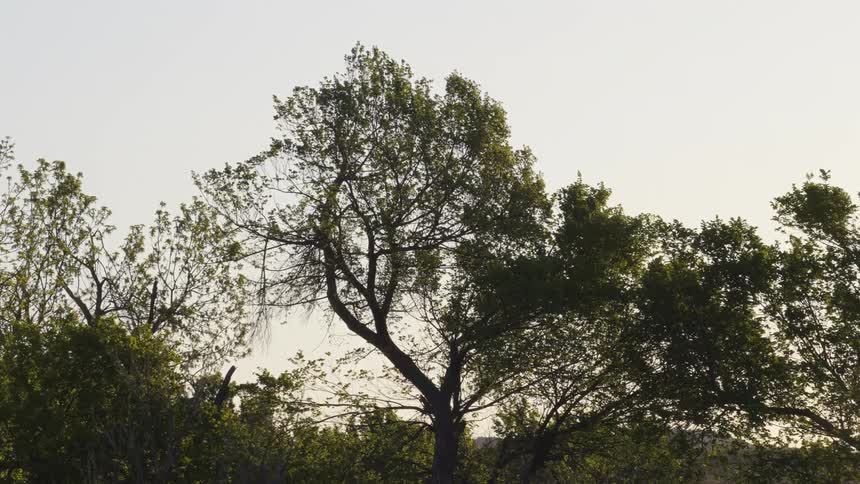 A bird flies out of a tree