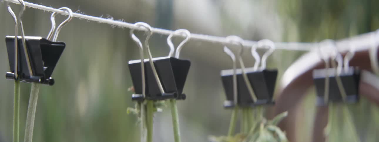 Binder clips are on a string holding plants in them upside down