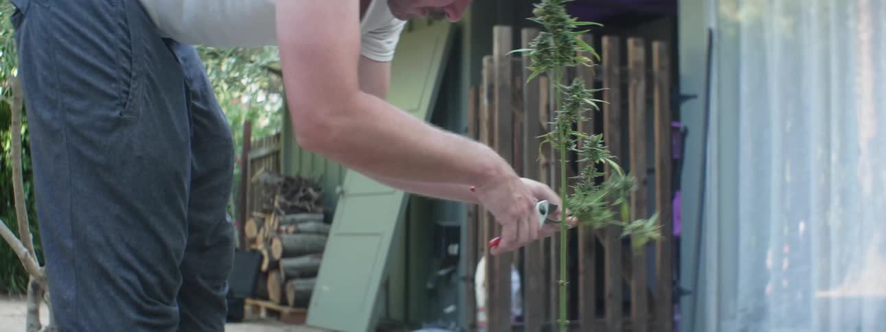 Man harvests branches from plant in backyard