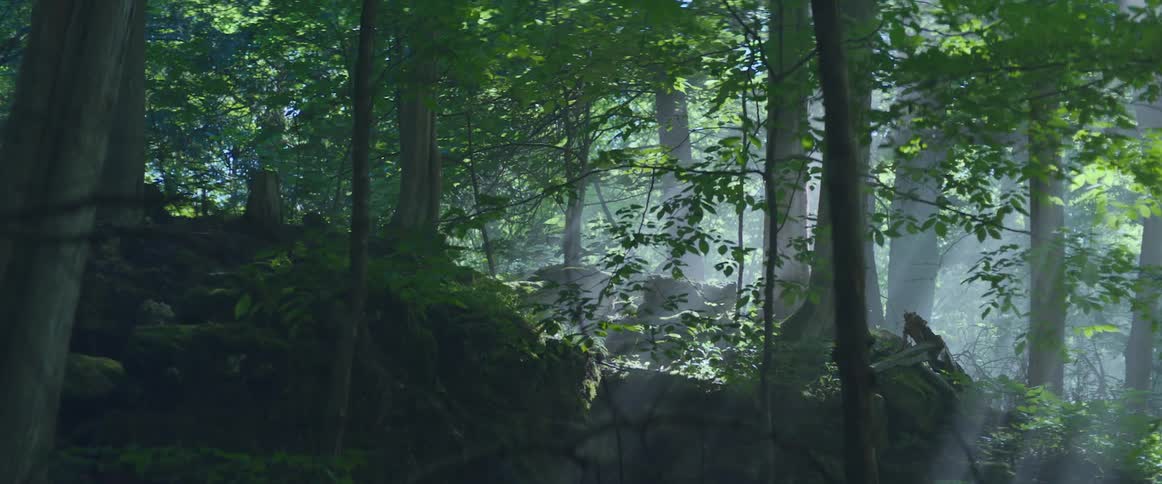 Trees in forest