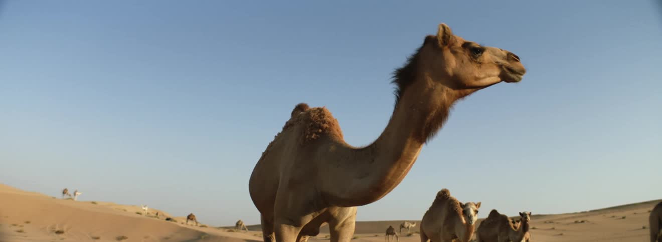Camels in a sandy desert on a clear day