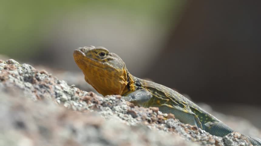 A reptile is crawling up the rocks